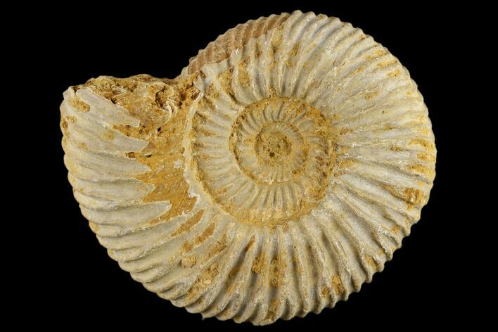 1 1/4" Perisphinctes Ammonite Fossils - Madagascar - Photo 1